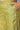 Green Staight Fit Women Palazzo